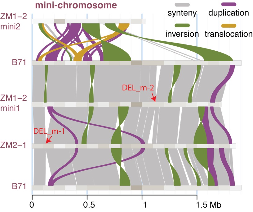 genome mapping