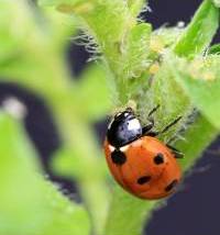 lady bug predation on aphid