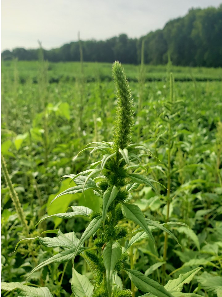 lady bug predation on aphid