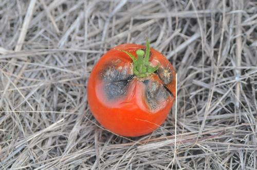 Tomato Anthracnose