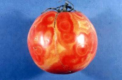 tomato spotted wilt