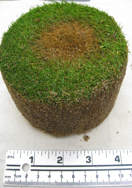 brown spots of turf with yellow circles showing sample areas