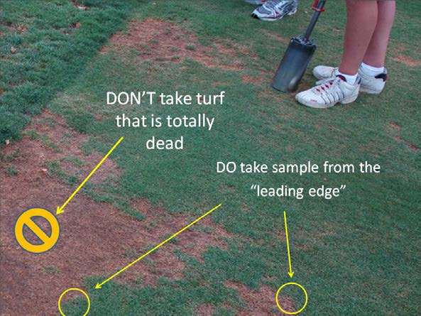 brown spots of turf with yellow circles showing sample areas