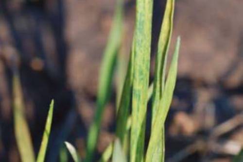 wheat mosaic