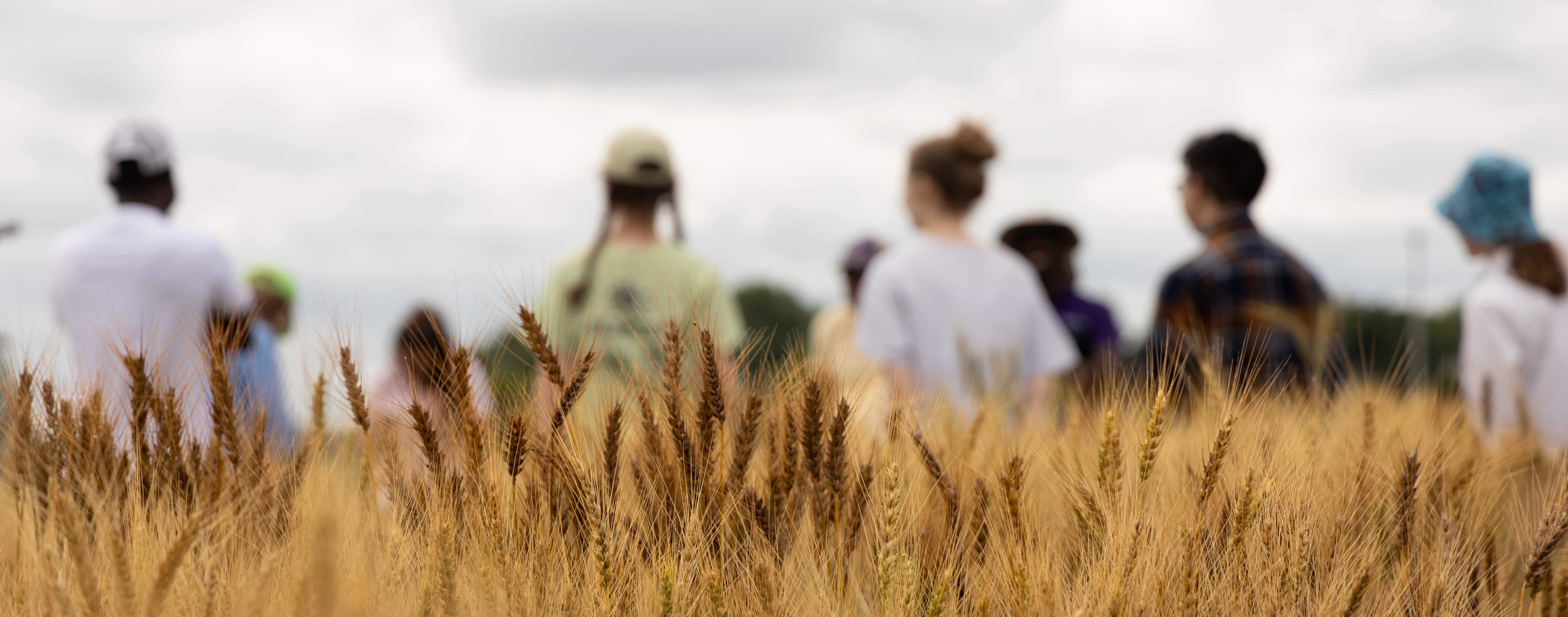 Students in wheat research feild