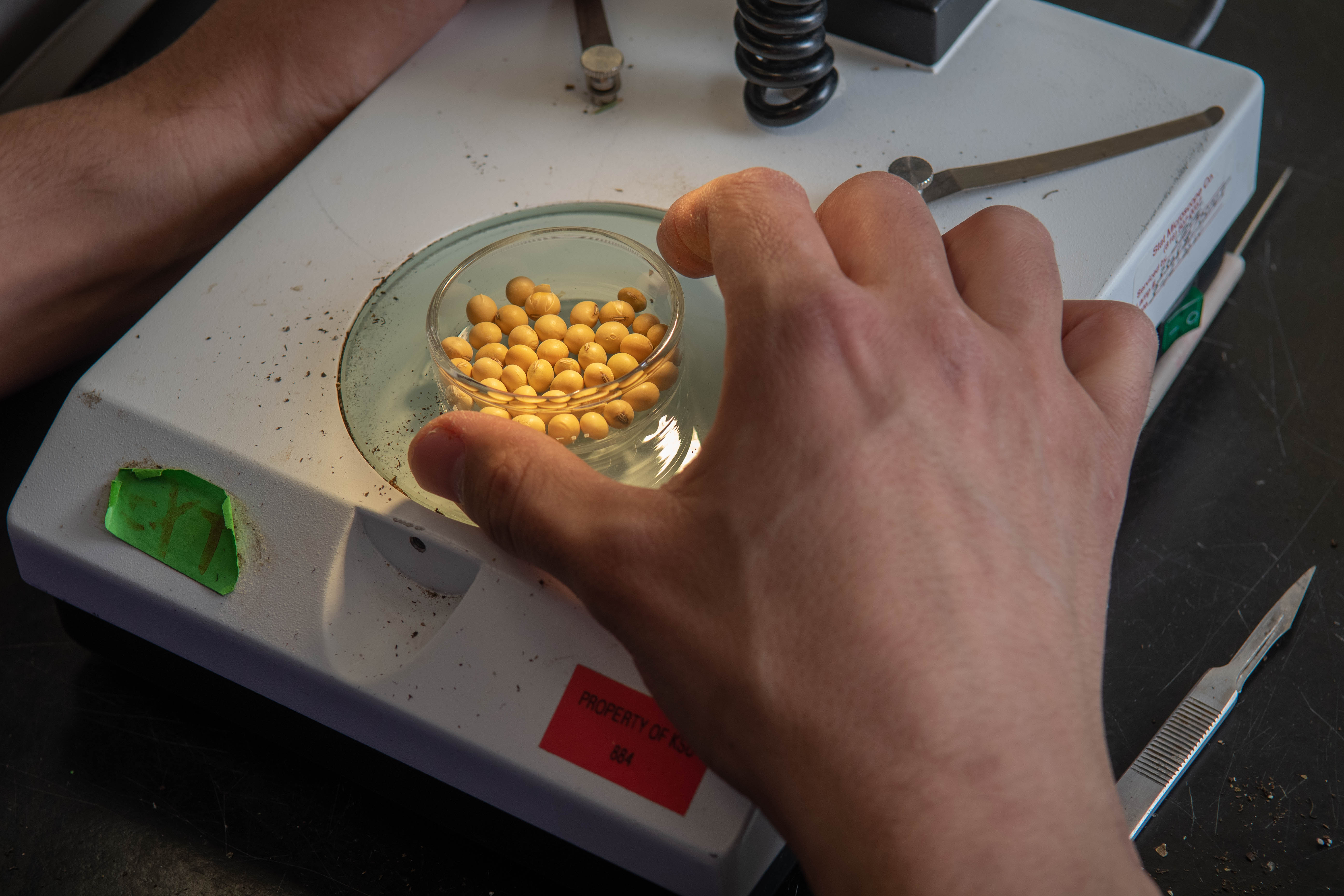 soybeans under microscope