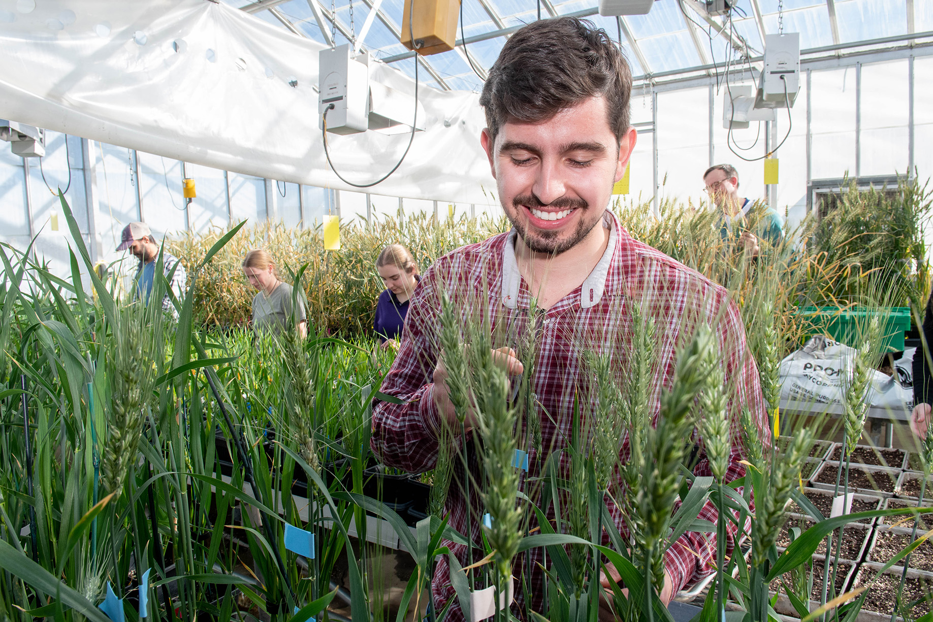 Student inspecting wheat head