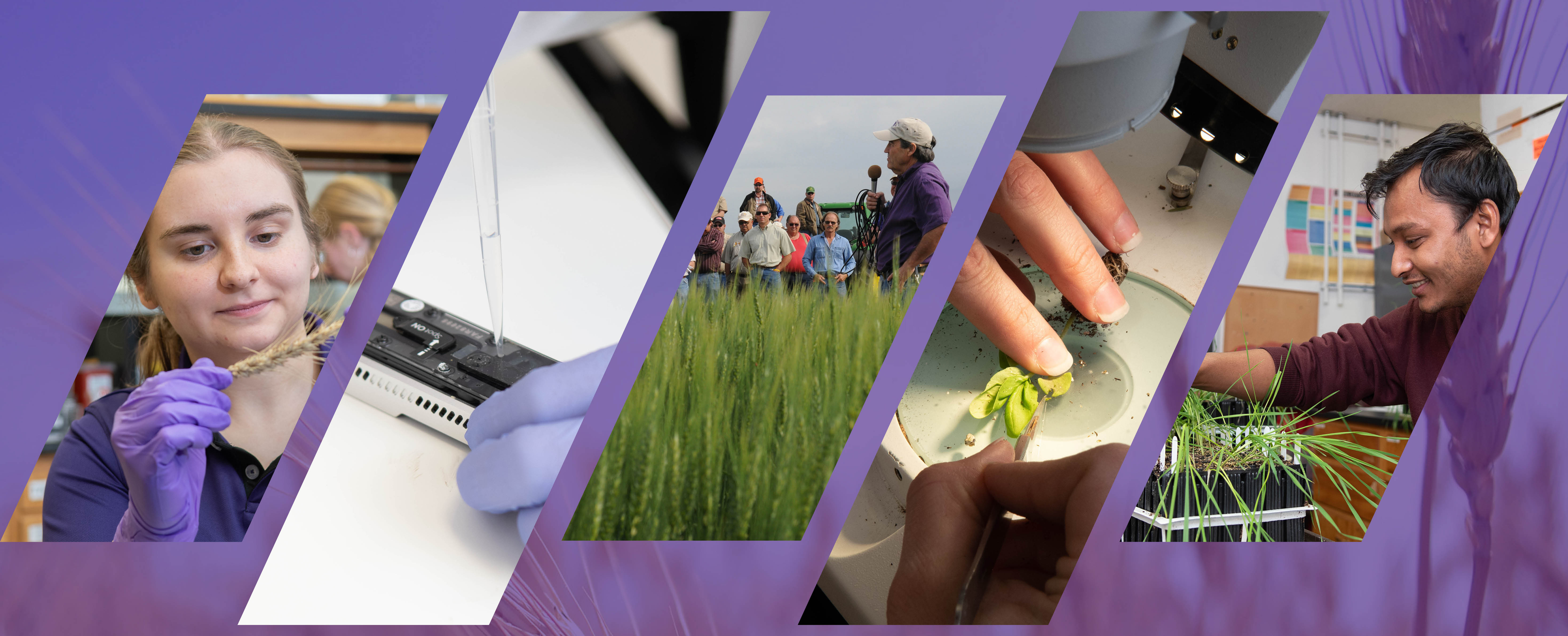 Student checking wheat growth