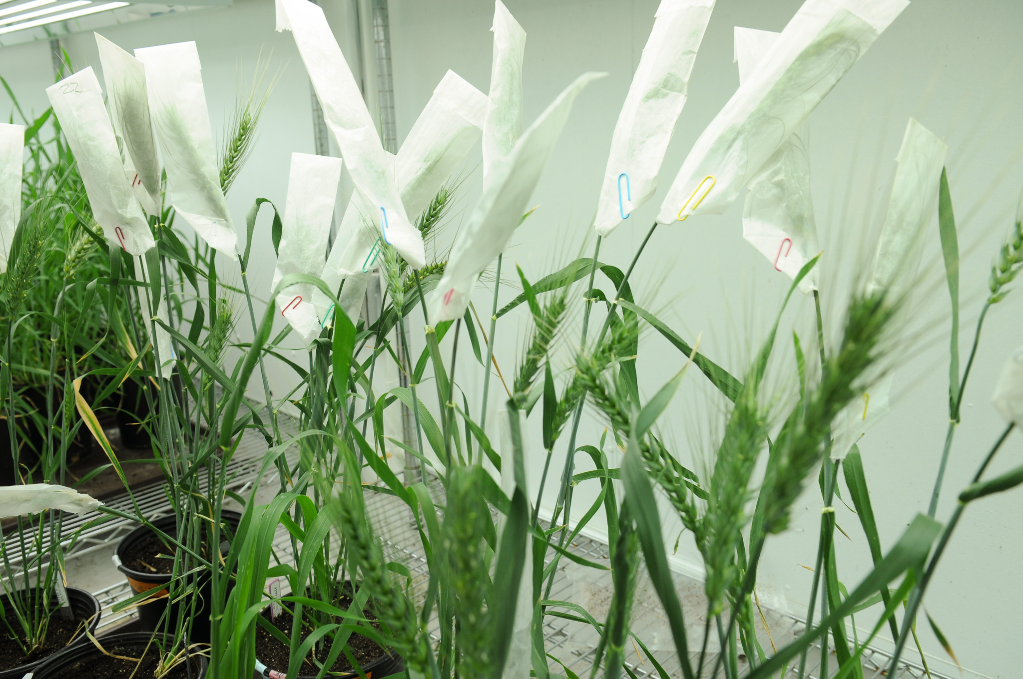 wheat breeding testing