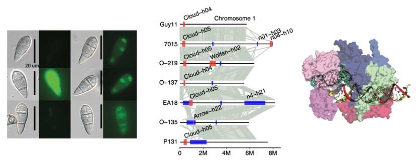 Integrating molecular biology, genetics, and genomics to uncover how fungi infect plants and how plants fight back.