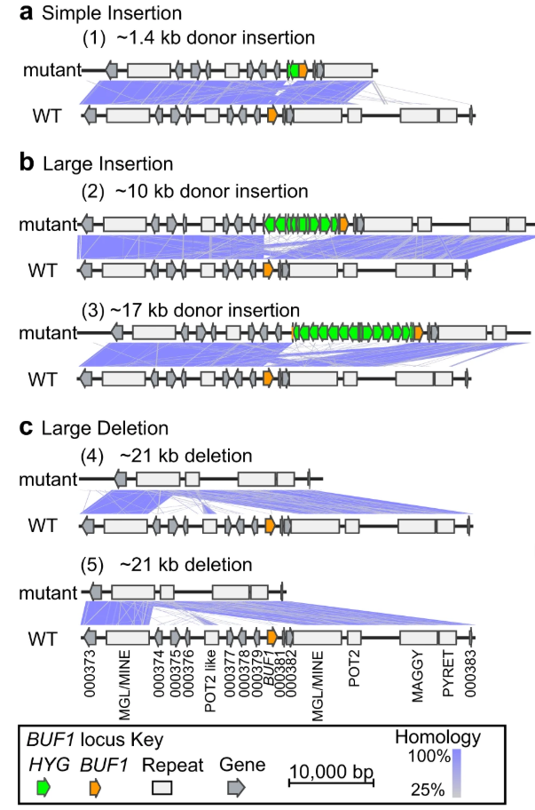 Insertions