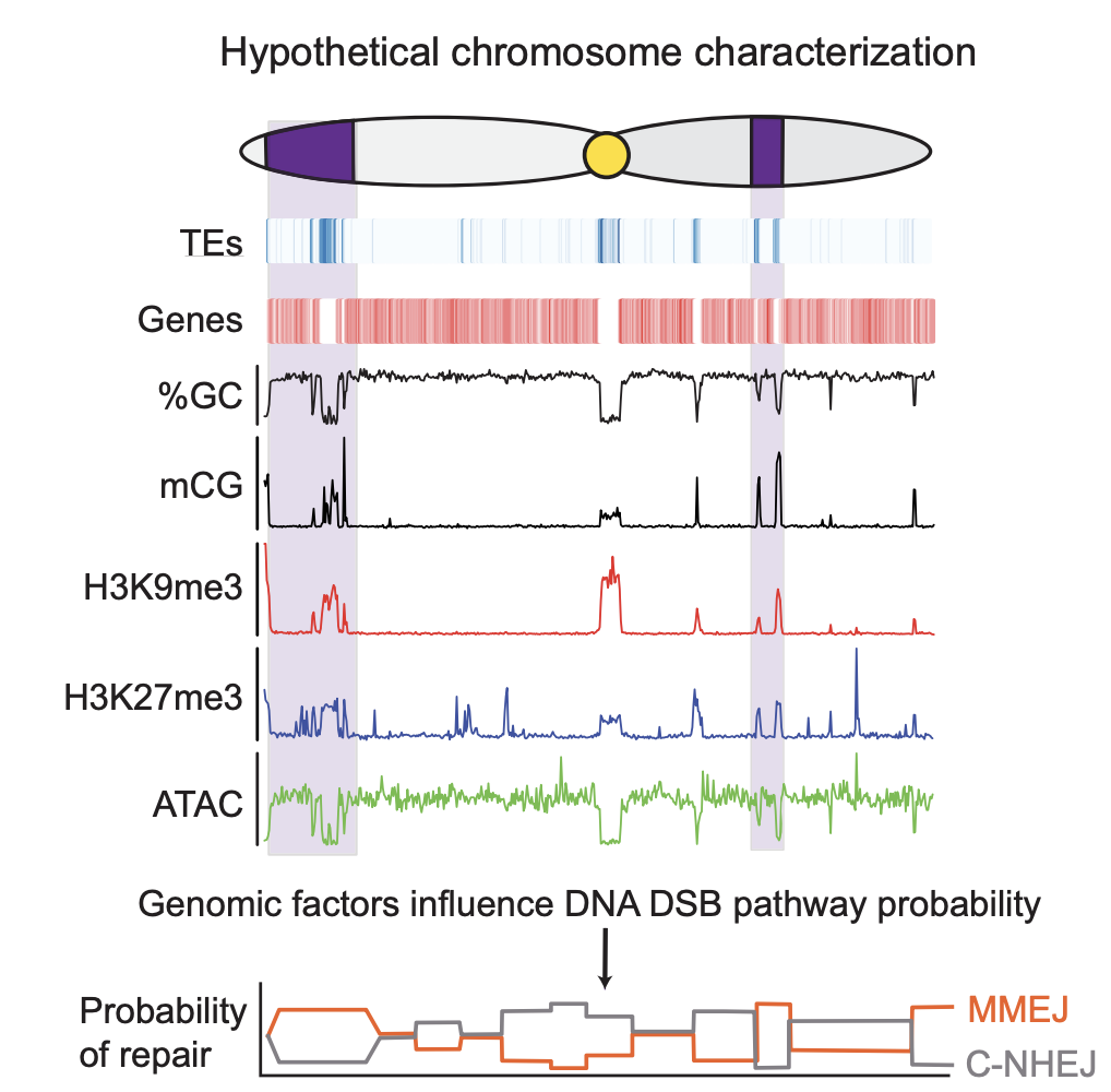 Hypothetical Chromosomal
